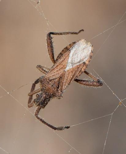 Coriomeris hirticornis